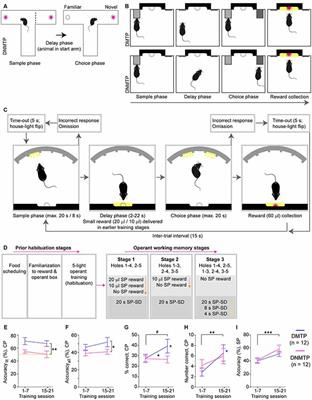 Operant Assessment of DMTP Spatial Working Memory in Mice